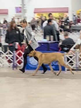 AutumnRGilmore's tweet photo. Busy weekend of shows with Oden. He won his group (6-9mo puppy) both days and improved with each time in the ring. ❤️ https://t.co/rZpAC9jVrh