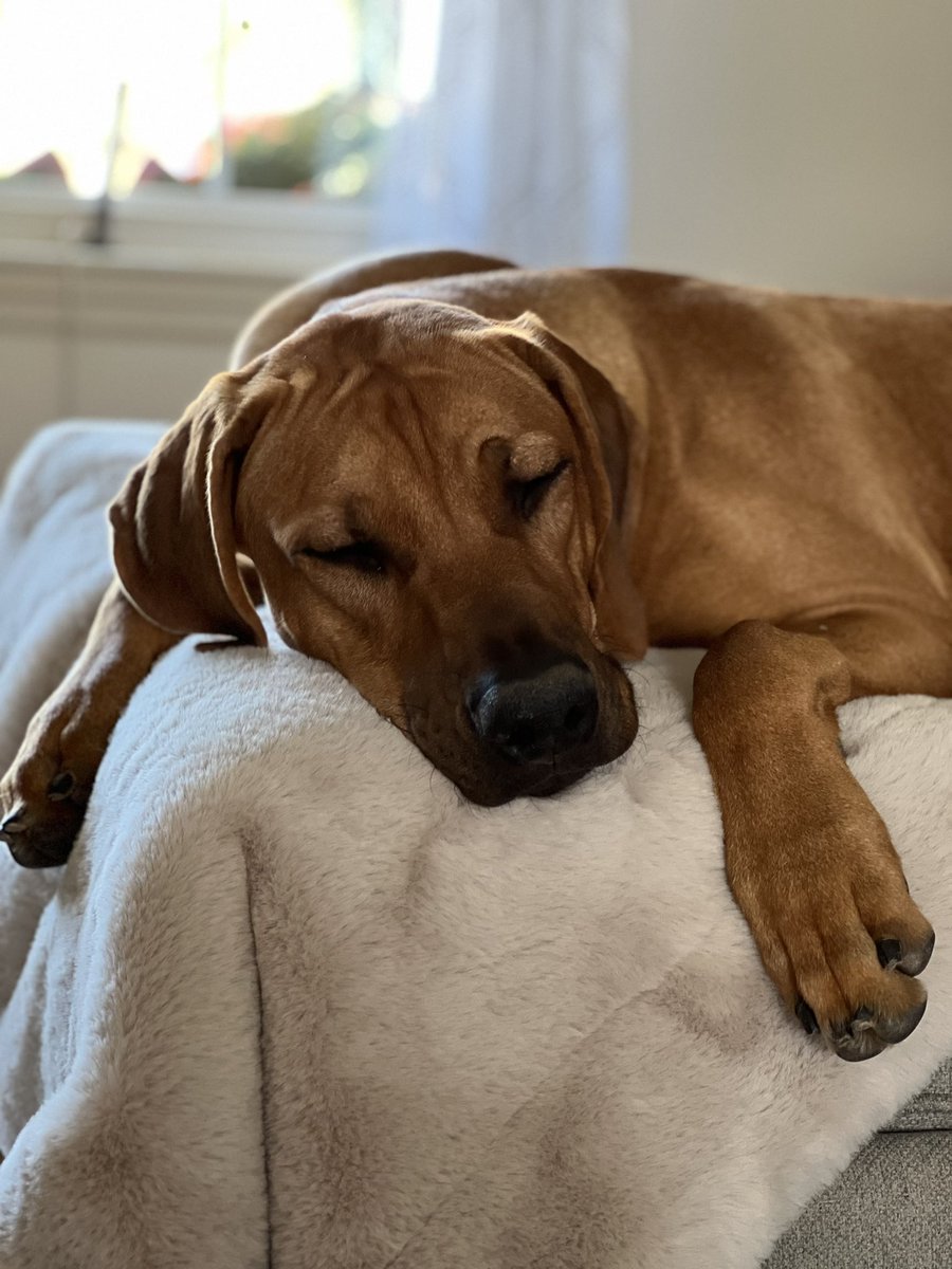 Busy weekend of shows with Oden. He won his group (6-9mo puppy) both days and improved with each time in the ring. ❤️