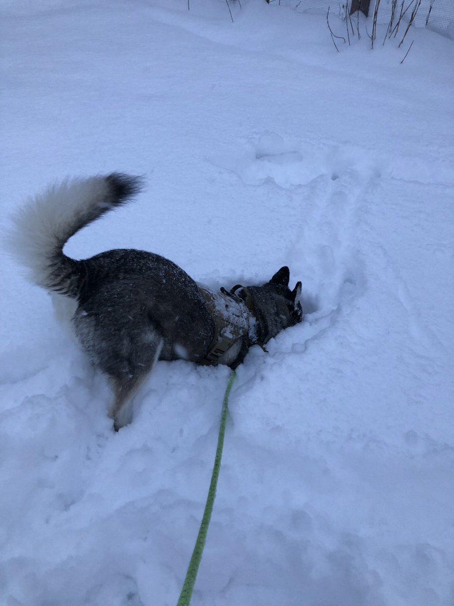 Fresh snow is a window into what our dog’s typically smell #dog #snow #husky