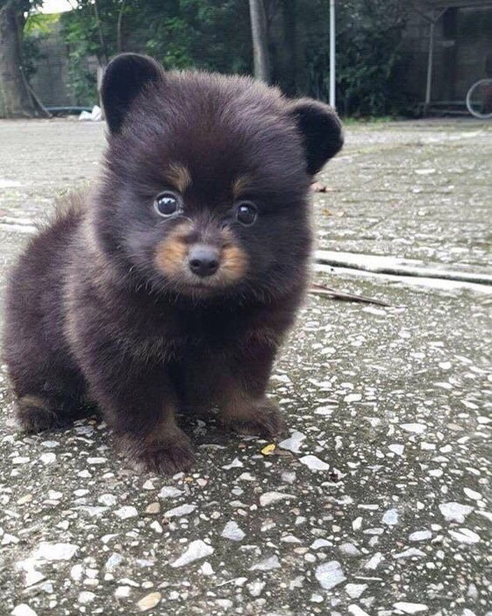 Vignesh08752009's tweet photo. Like this animal is sitting towards me every day https://t.co/5x88ph4x0m