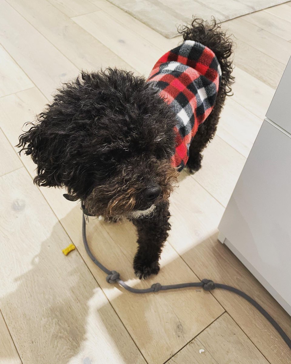 JaxsonHoss's tweet photo. Working my lumberjack look on this frosty Monday! 🪵🌲🥶🐶 https://t.co/MNg7ollubj