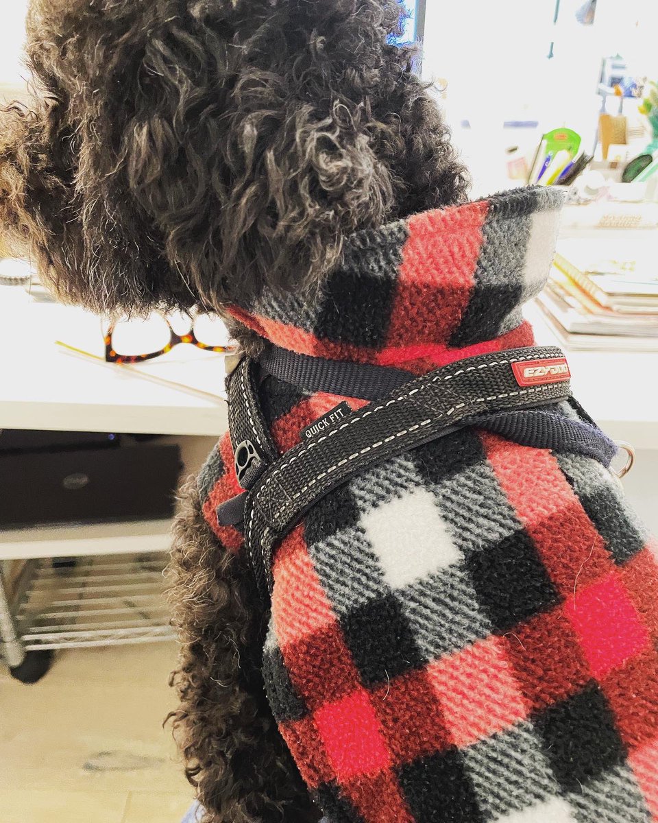 JaxsonHoss's tweet photo. Working my lumberjack look on this frosty Monday! 🪵🌲🥶🐶 https://t.co/MNg7ollubj