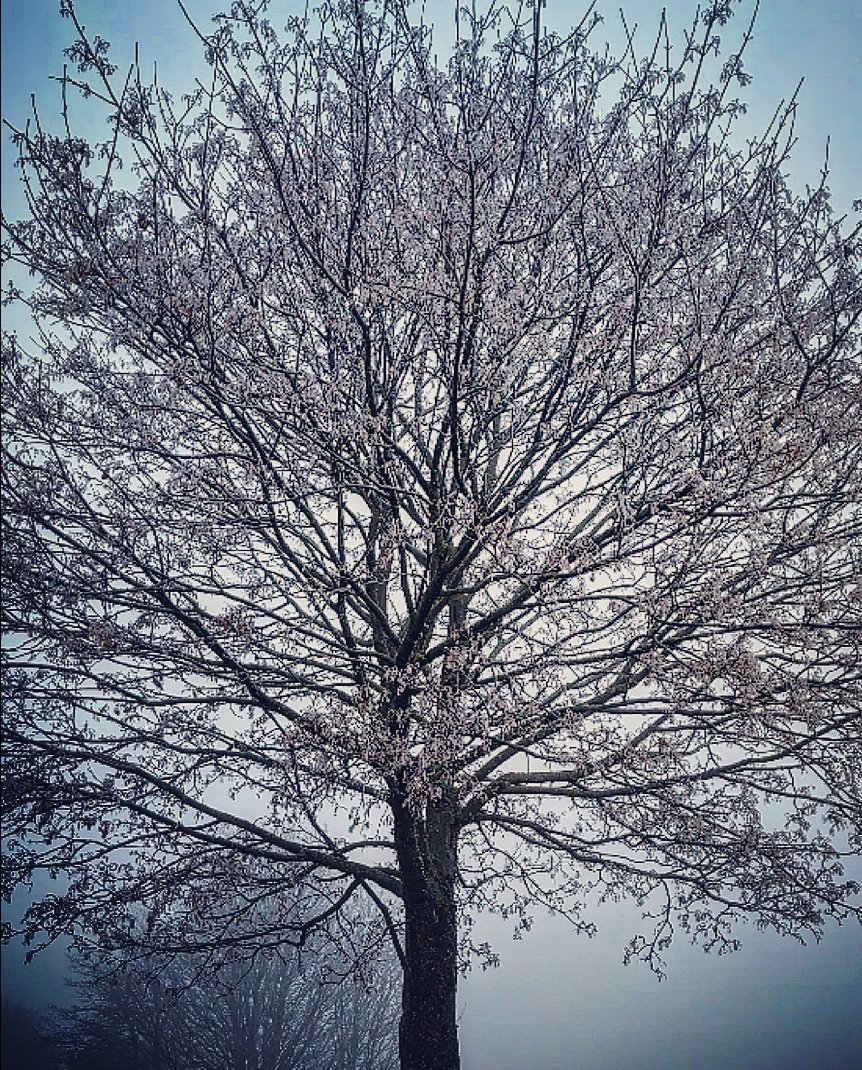 A frost covered tree from our walk earlier. Hope everyone is having a great day 🙂 Status orange weather warnings for us today. So we're home now at the fire 🙂

#frostymorning #photography #WinterVibes #HappyMonday