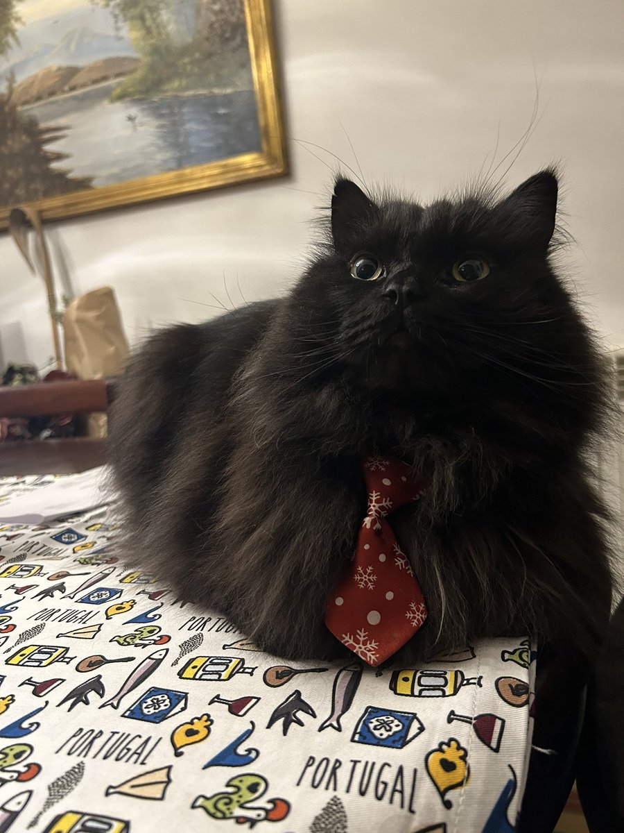 meow_london's tweet image. There used to be a cat tree that would take me up there!…
If I look hard enough I’m sure the human will set it up! 😸

#catlife #meowlife #cats #catsrule #purrsuasion #catdrama