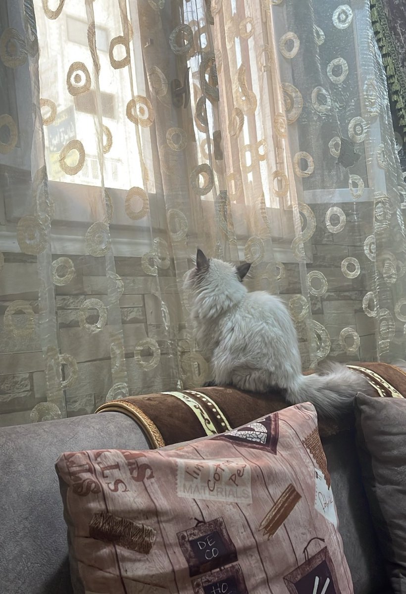 12/12/2022 
الحاجه الوحيده المميزه ان لوزه اول مره تاكل لحمه وفراخ وأكل من البيت ودي حاجه كنت بتمناها من زمان علشان صحتها تبقي كويسه ومناعتها تقوي وعلشان بيتي اتخرب من الاكل المستورد.😂♥️