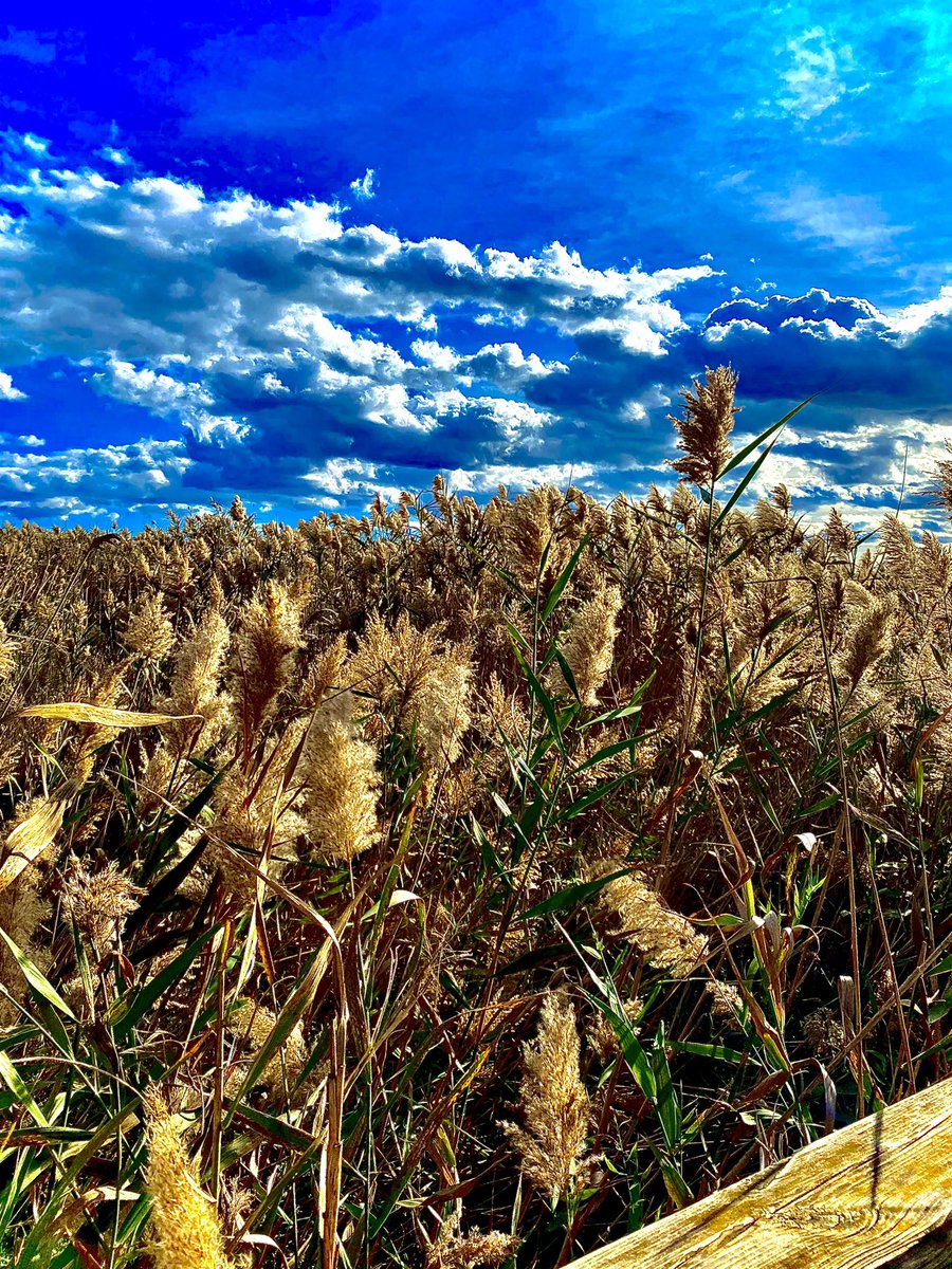 az_eMesi's tweet photo. I can't get enough 🥰😇 not over 😎 #NaturePhotography #eMesiphoto #sky #ilovethesky #yellowandblue #ilovecolors #naturelove https://t.co/Jy8br8ryug