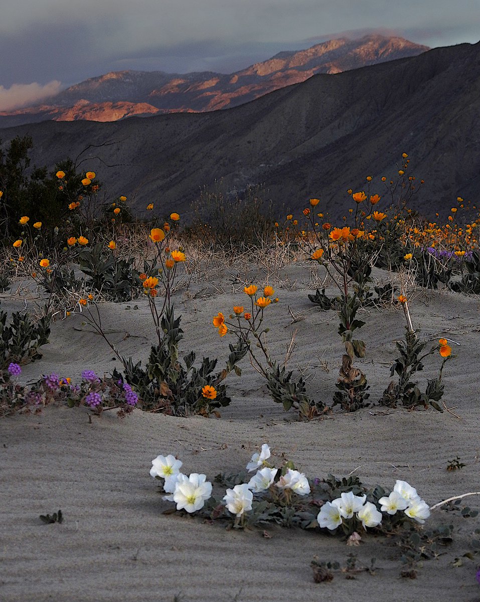 AnzaBResearch's tweet photo. Snow on the mountains all around Borrego Springs, while there is an abundance of flowers in the valley below (Photo: Sicco Rood). @NWSSanDiego https://t.co/YbFdT4exBs