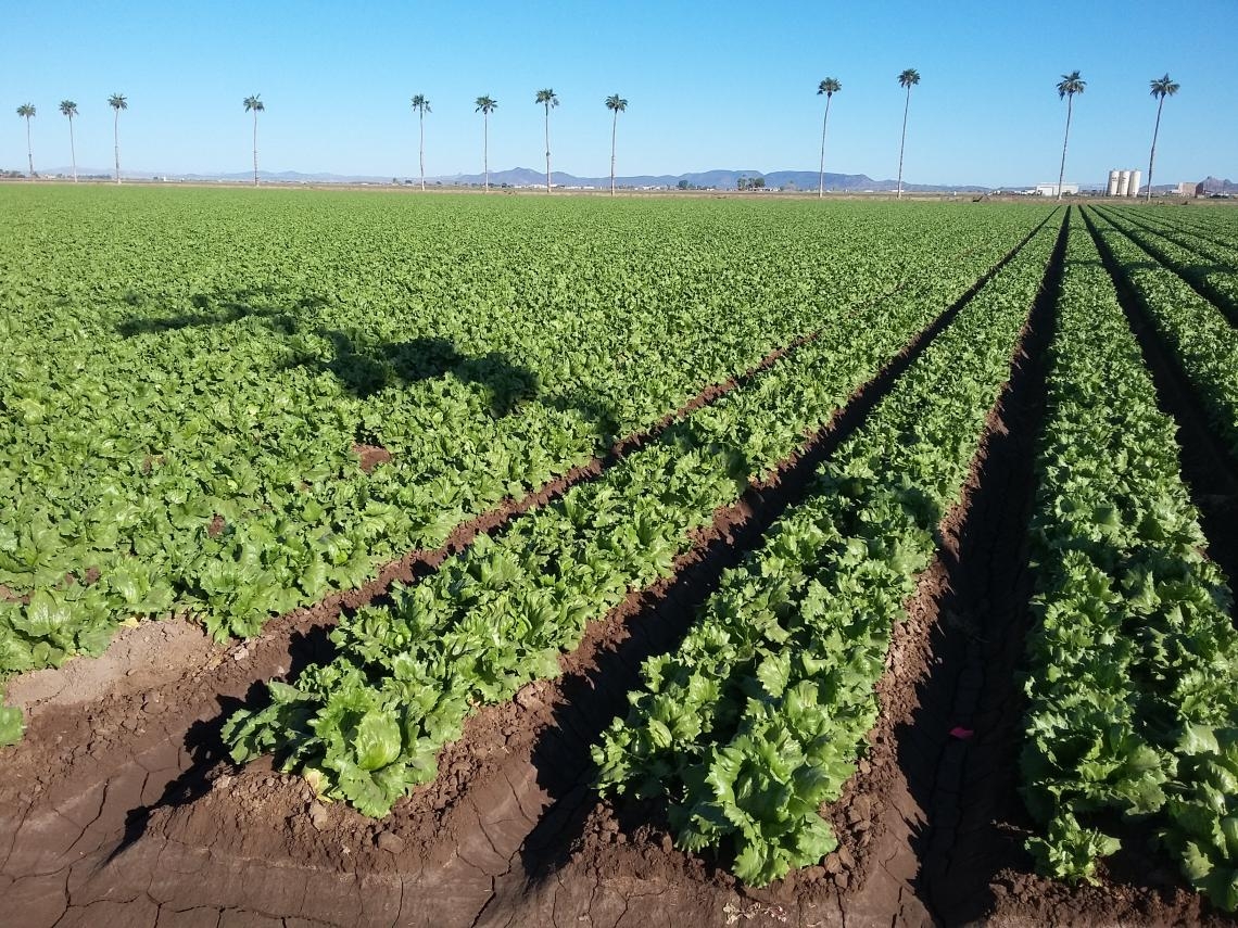 Robert C. Robbins (@drrobertrobbins) on Twitter photo Pleased to announce <a href="/UArizona/">University of Arizona</a>’s Presidential Advisory Commission on the Future of Agriculture and Food Production in a Drying Climate, chaired by <a href="/PBrierley/">Paul Brierley</a>. It will develop solutions for our state and other arid regions, central to our land-grant mission. bit.ly/3W2BNJT Pleased to announce <a href="/UArizona/">University of Arizona</a>’s Presidential Advisory Commission on the Future of Agriculture and Food Production in a Drying Climate, chaired by <a href="/PBrierley/">Paul Brierley</a>. It will develop solutions for our state and other arid regions, central to our land-grant mission. bit.ly/3W2BNJT