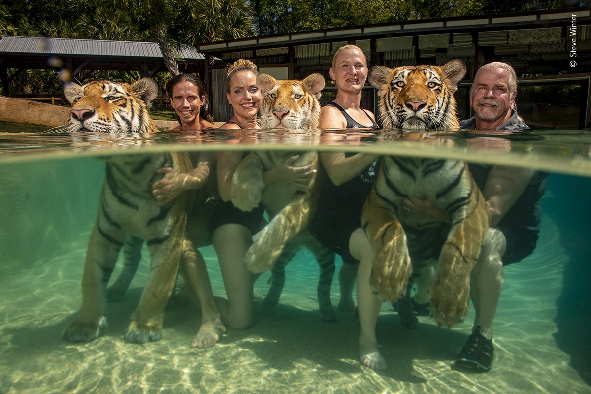 NHM_WPY's tweet photo. #WPYAlumni Steve Winter and Sharon Guynup spent two years investigating this wildlife trade for @NatGeo and their cover story was sent to all members of Congress.
Steve’s ‘The Tigers next door’ received #WPY56’s Wildlife Photojournalist Story Award: https://t.co/kEtmgV7Jyj https://t.co/h72zy5hGBf