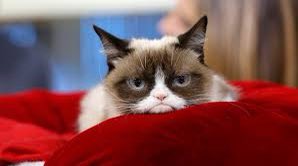 GrumpyCat/Tarter Sause tweet media