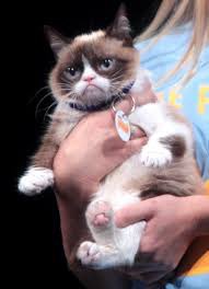 GrumpyCat/Tarter Sause tweet media