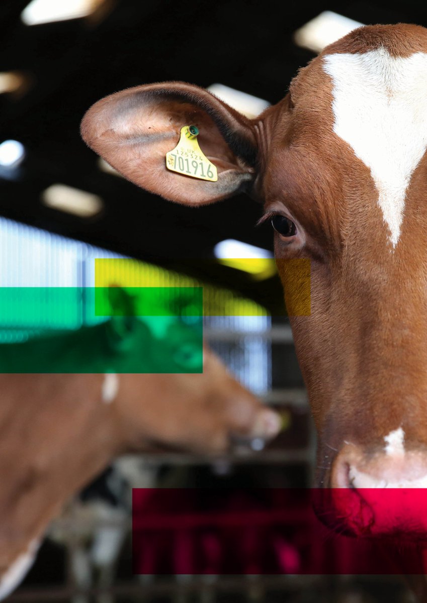 NMRgroup's tweet image. *Ordering update* 
Please be aware when ordering ear tags, pots, and herd diaries there will be significant delays on delivery due to ongoing postal strikes. For more information:
nmr.co.uk/news/royal-mai…