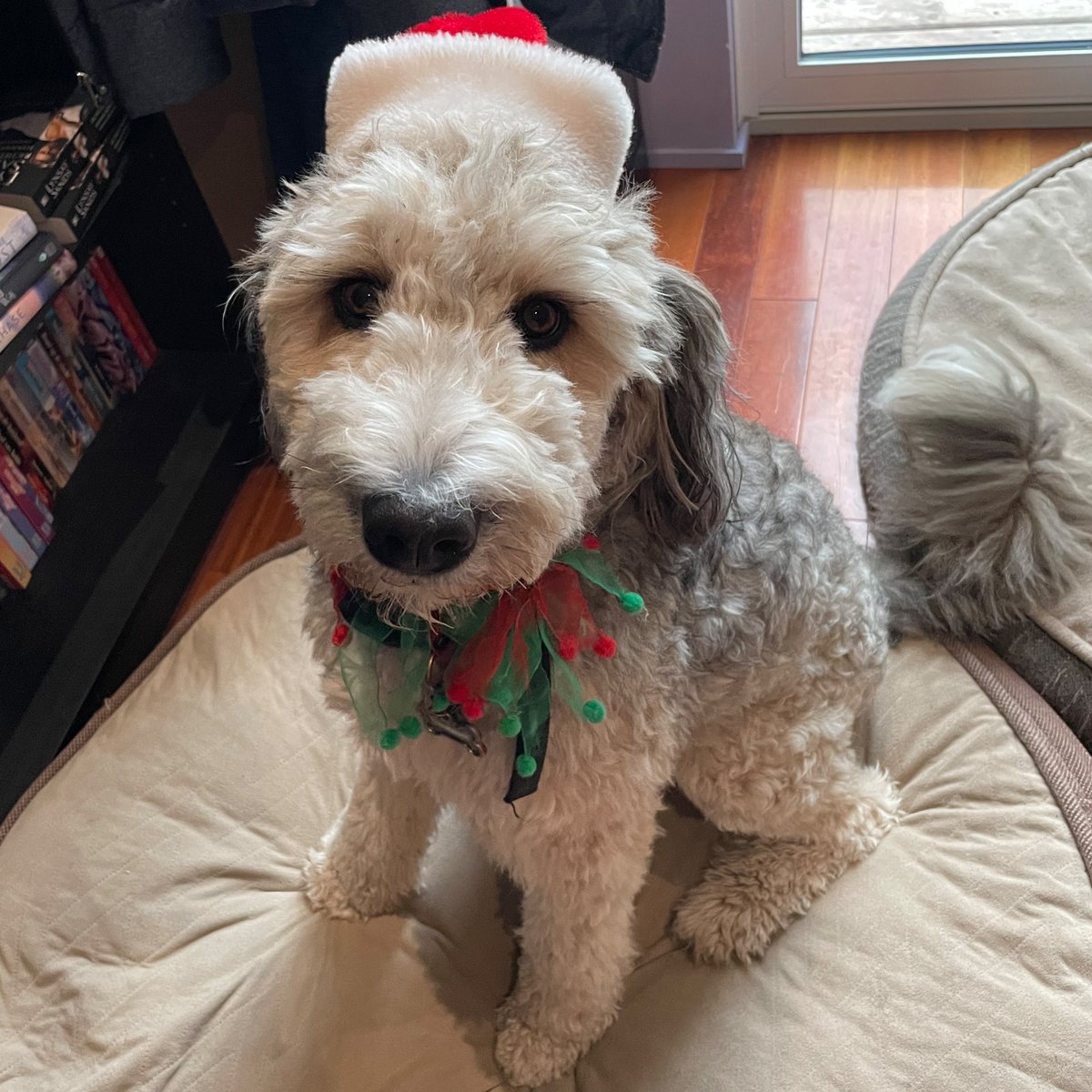 AlexLochNess's tweet photo. My pup trying on a holiday pose... I give her a 10!

#HolidayCheer #DogNavidad #SantaIndi #IndianaBones https://t.co/BXeK23cIA5