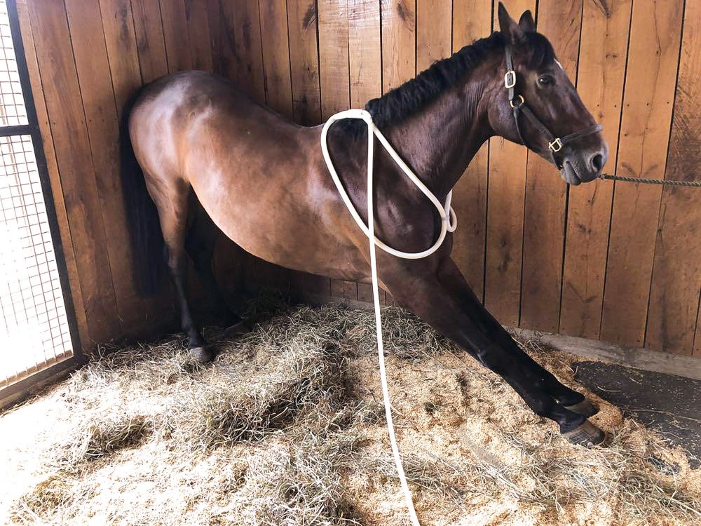 magnawavePEMF's tweet photo. Bigggg stretch ๐โโ๏ธ release some tension in your horse today with a MagnaWave session ๐
#MagnaWave #MagnaWaveLove #PEMF #painrelief #horses #stretch https://t.co/kOvzt0NZVk