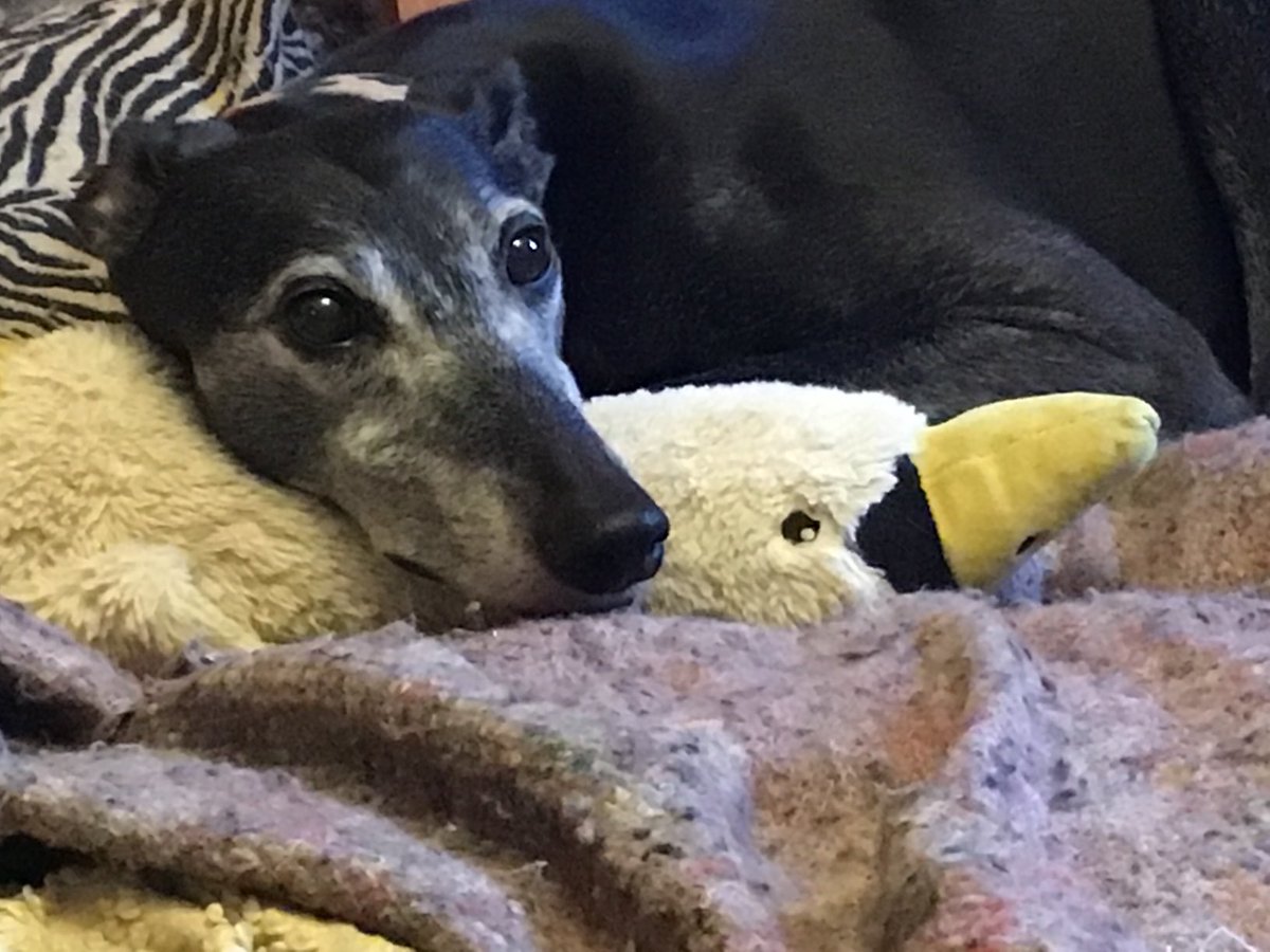 Fiona Shoop tweet media