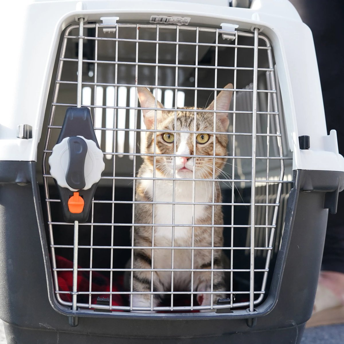 enunabaldosa's tweet photo. Durante su estadía en Qatar, Kyle Walker y John Stones se encariñaron con un gato.

Lo llamaron Dave y decidieron adoptarlo. El felino ya está en camino hacia Manchester. https://t.co/u6PU4qHLRZ