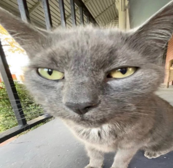 lilfowl's tweet photo. morgana when u said u would bring him sushi but YOU FILTHY LIAR. YOU HOLD NO SUSHI❗❗❗ https://t.co/BTblRhiawB