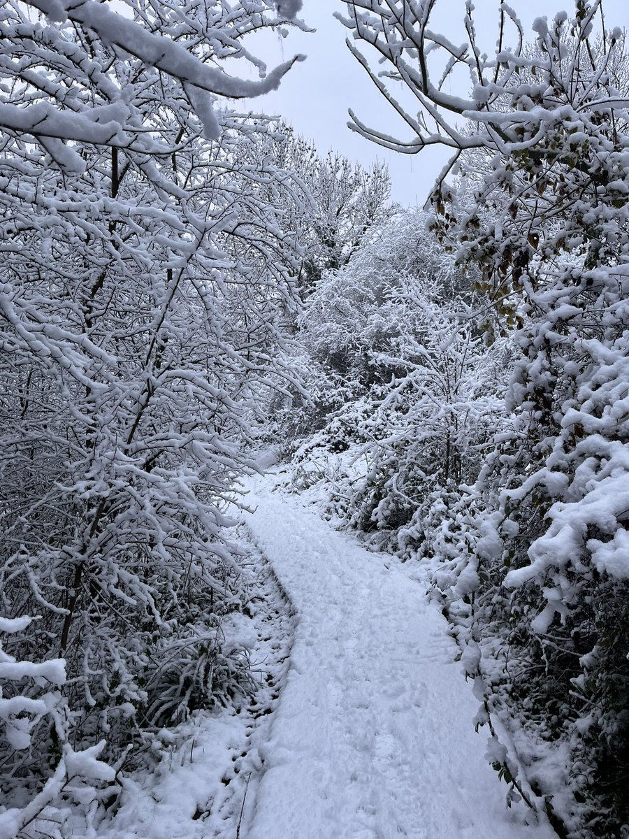 GrahamPile1's tweet photo. @VisitChis One of the first to wander through Scadbury this morning 💙🤍💙 https://t.co/00a62xS9Z7