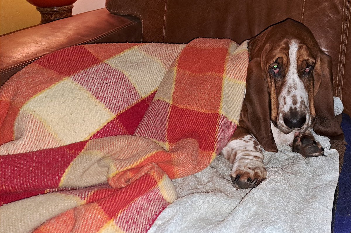 ZoetSanny's tweet photo. Lekker Soezen!
#fijnetrusten #SoesjedeBasset https://t.co/ZO3BFog1LL