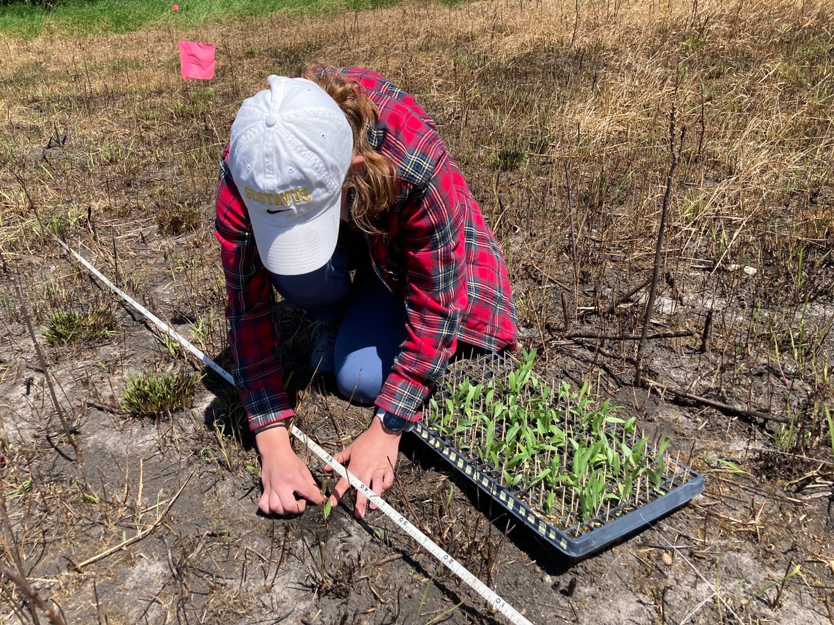 Echinacea Project tweet media