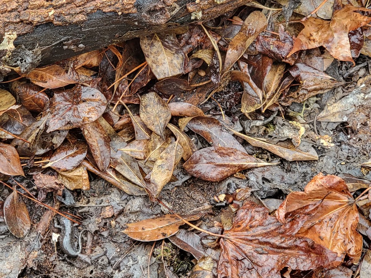 UGASREL's tweet photo. Can you find the salamander?

Mole Salamanders are found throughout the coastal plains. They are important indicator organisms in ecosystems due to their sensitivity to changes in the environment. Learn more about our studies at SREL at https://t.co/c0NCkNDZRC

#ecosystems #SREL https://t.co/RUQ0sAL5N6