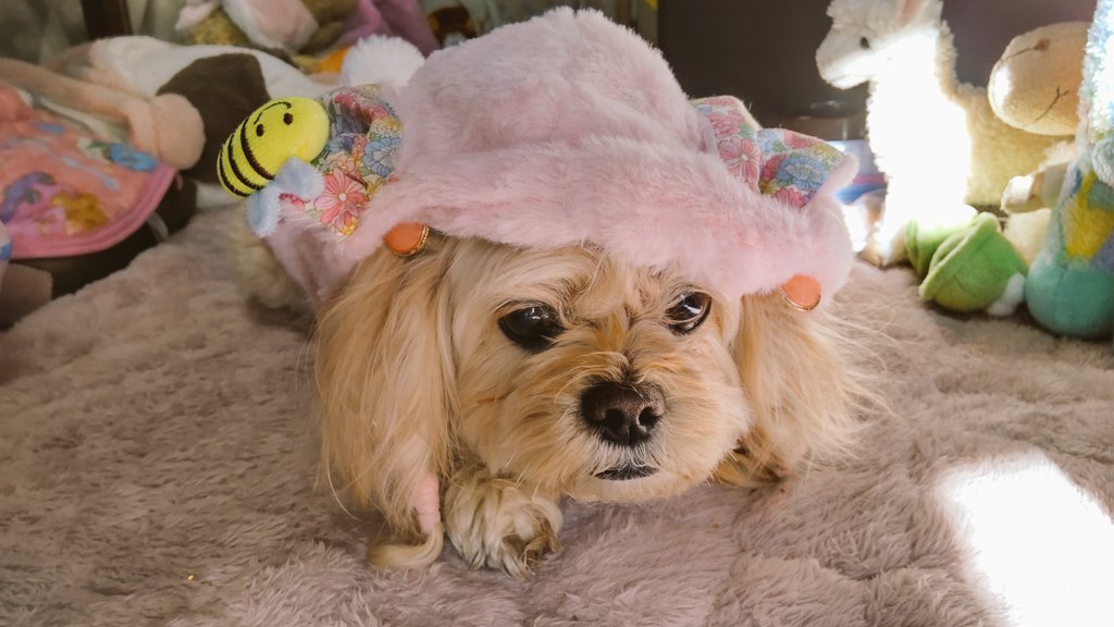 tamo_chan2001's tweet photo. 今年の冬のアウターはこれで!
#わんこ #ペキプー #ペキニーズ #トイプードル #犬 #ペット #かわいい #peekapoo #pekapoo #cutedog #poodle #pekingese #む~ #musica https://t.co/zjNg1ZYTW3