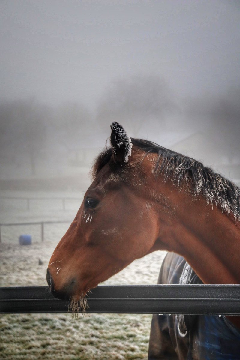 tuvastables's tweet photo. Just a frosty winterβs morn in #tuvastables #helvicdream #layfayette #winterfriends π·: @Blonderv #canonphotography https://t.co/2cD2Ttf7Ve