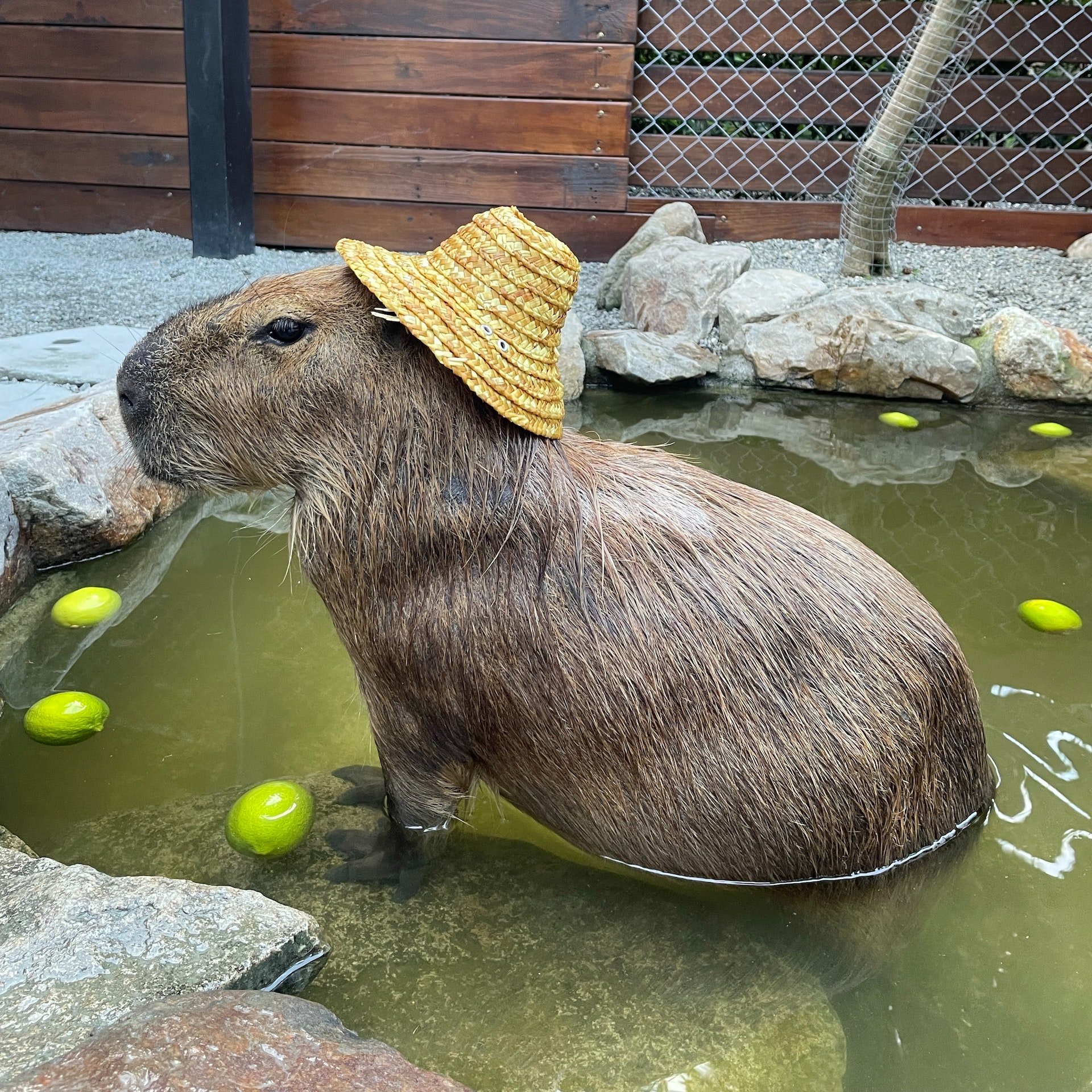 Spring rein Schrei Ruhm capybara patch Makadam Alternative Vergleich