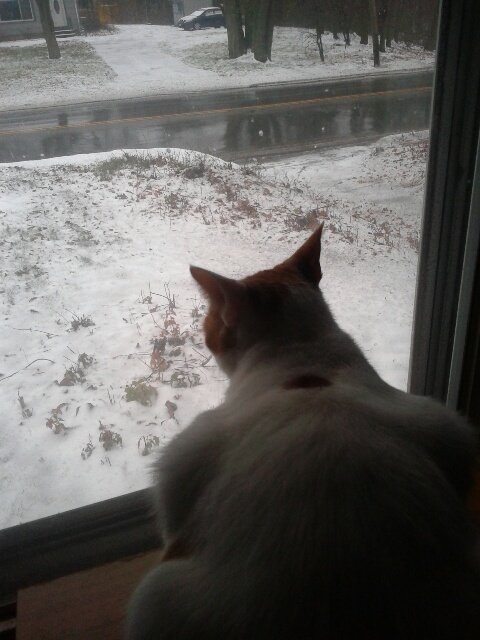 FSCARPACI's tweet photo. Snowfall,  watching little snow at the front window... https://t.co/27yV8K4g3E