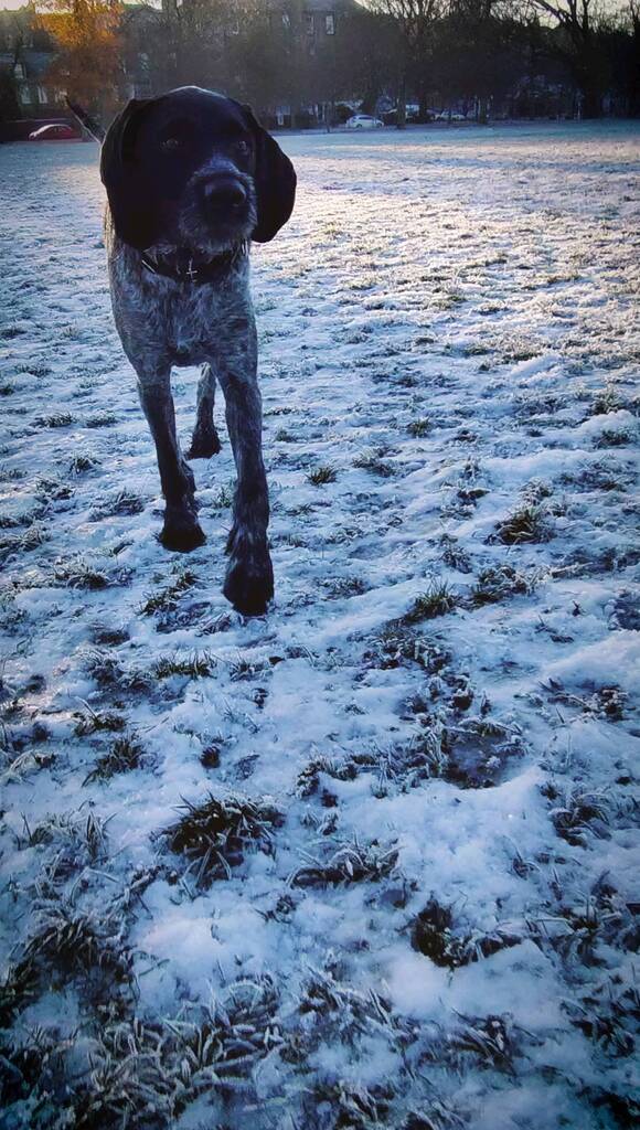 goethe_norris's tweet photo. Bridget Playing in the snow!
.
.
.
#dog #puppy #wiredhairedpointer #cute #pointer #dogs_of_instagram #pet #petstagram #dogsitting #dogsofinstagram #snow #instagramdogs #dogstagram #dogoftheday #lovedogs #lovepuppies #hound #adorable #doglover #instapuppy… https://t.co/tcIo7DF8IN https://t.co/4AvYJ65wLG