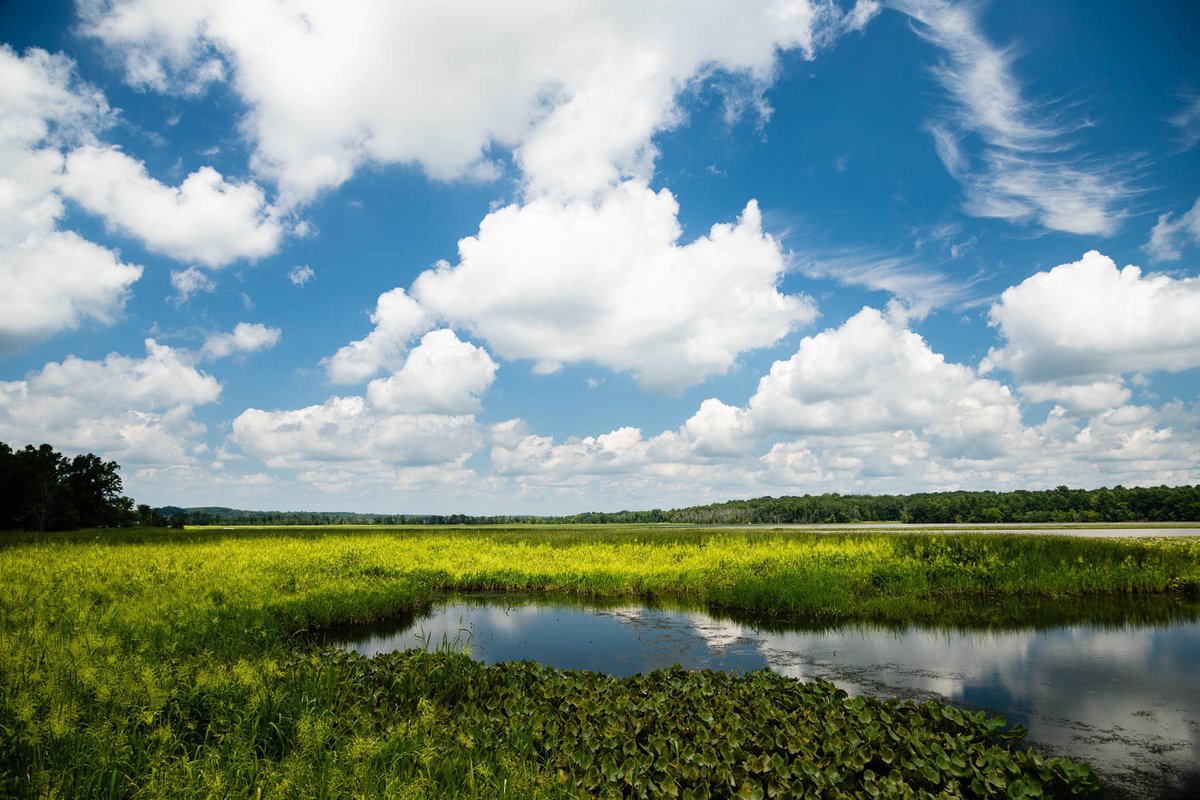 VanmeterKVM's tweet image. I’m excited to announce that my NSF CAREER proposal got recommended for funding this time around! Looking forward to further exploring the contributions of wetlands to nutrient removal in the Chesapeake Bay Watershed #VanMeterLab