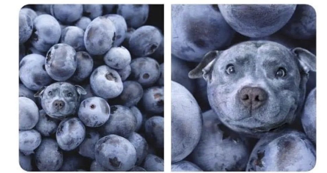 Sooo cute 🥰 

#dogsarefamily