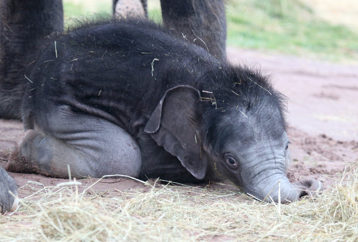 SyracuseZoo's tweet photo. Monday mood… 😪 #Syracusezoo #EleTwins https://t.co/IYBMxKaHG6