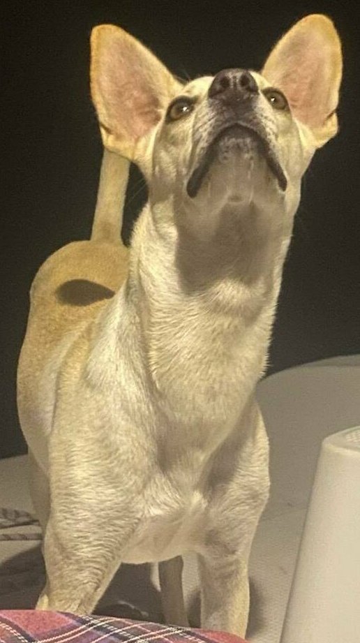 ruben_corella's tweet photo. #funnypets #funday #funnight #FelizSemana #happyweek #prettypets #prettyface #funnydog #puppies #puppy #vitality #gorgeous #greatpet #mascota #smile #GoodVibes #felizmartes #cute #cutepuppy #Best #bestfriends #amistad #peerito https://t.co/JzzhzKC5P7