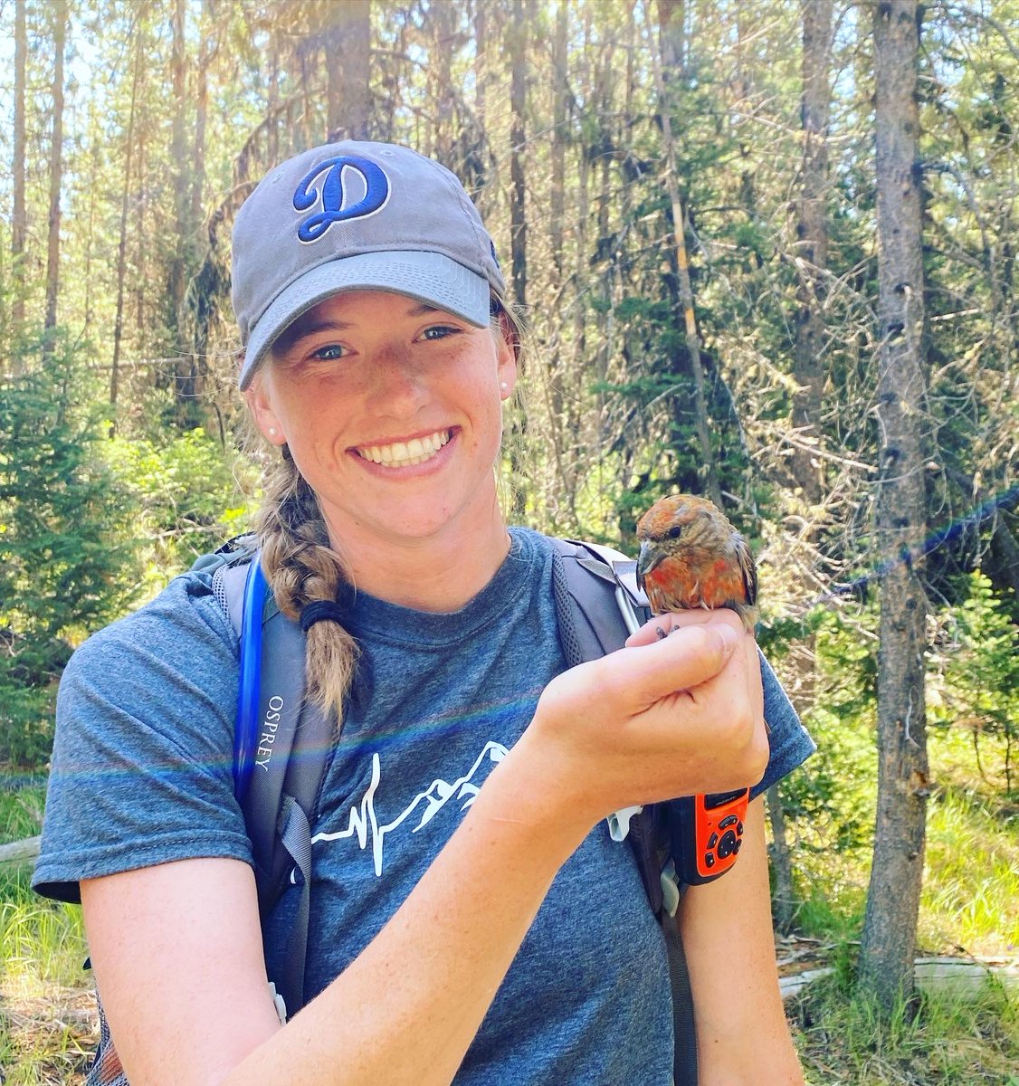 SICB Division of Comparative Endocrinology (@sicb_dce) on Twitter photo For this week's edition of #MeettheScientist, we're featuring DCE Gorbman Award nominee Jessica Karr! Jessie is a PhD student in <a href="/OSUIB/">Integrative Biology</a>, where she studies how changes in precipitation and temperature affect metabolic physiology and phenotypic plasticity in red crossbills!🐦🌧️🌡️ For this week's edition of #MeettheScientist, we're featuring DCE Gorbman Award nominee Jessica Karr! Jessie is a PhD student in <a href="/OSUIB/">Integrative Biology</a>, where she studies how changes in precipitation and temperature affect metabolic physiology and phenotypic plasticity in red crossbills!🐦🌧️🌡️