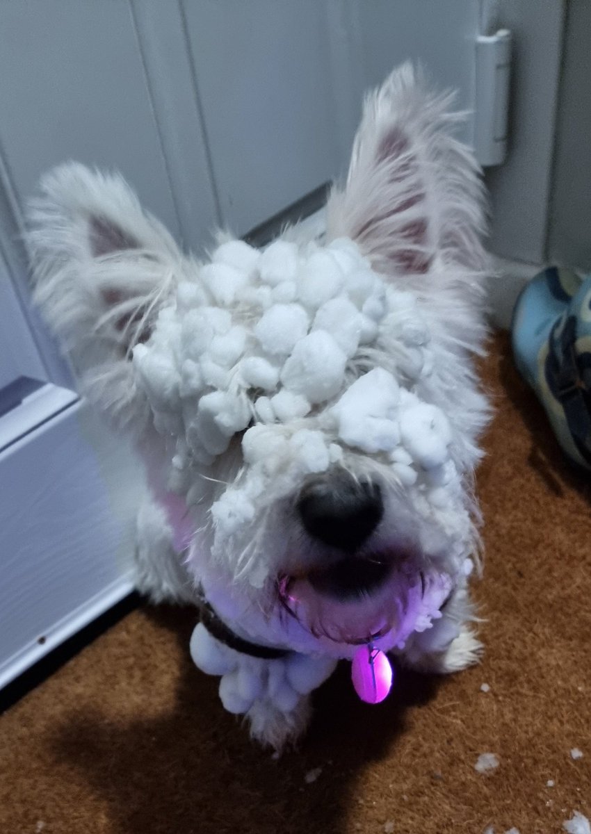 Myles_Y's tweet photo. @SkyBlueFansTV1
Our Letty loves the Snow so much she wanted to bring it home.
Show us your dogs in the snow to put a smile on everyone's face.#PUSB #Dogsinthesnow https://t.co/iZzlBOpICr