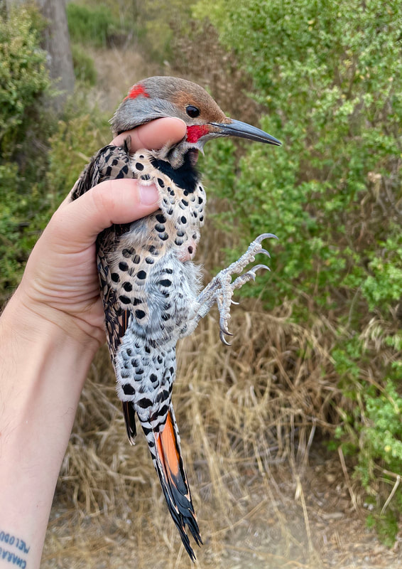 SFBBO's tweet photo. #NotesFromTheStation: Northern Flickers come in two flavors: yellow-shafted in the east and red-shafted in the west. This bird we banded is a hybrid between the two forms, with its red mustache, red on the nape, and orange tail feathers. (1/2) https://t.co/8n0ZGSl8Ui