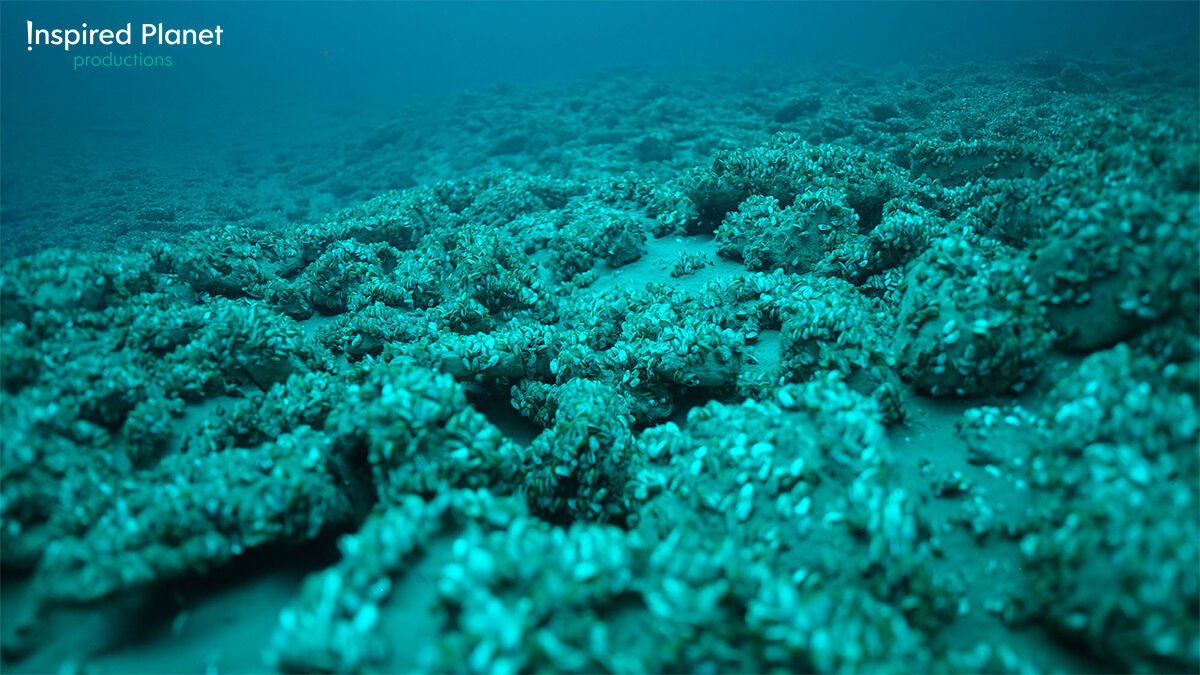 boxfishrobotics's tweet photo. Production company Inspired Planet has just released a stunning trailer for their new doco @AllTooClearFilm”! 😍 📹 They’re using the #BoxfishLuna #underwatercinematography drone to film incredible footage of the Great Lakes. Learn more: https://t.co/mQPn3hy7Zr https://t.co/6u2bCHH6zD
