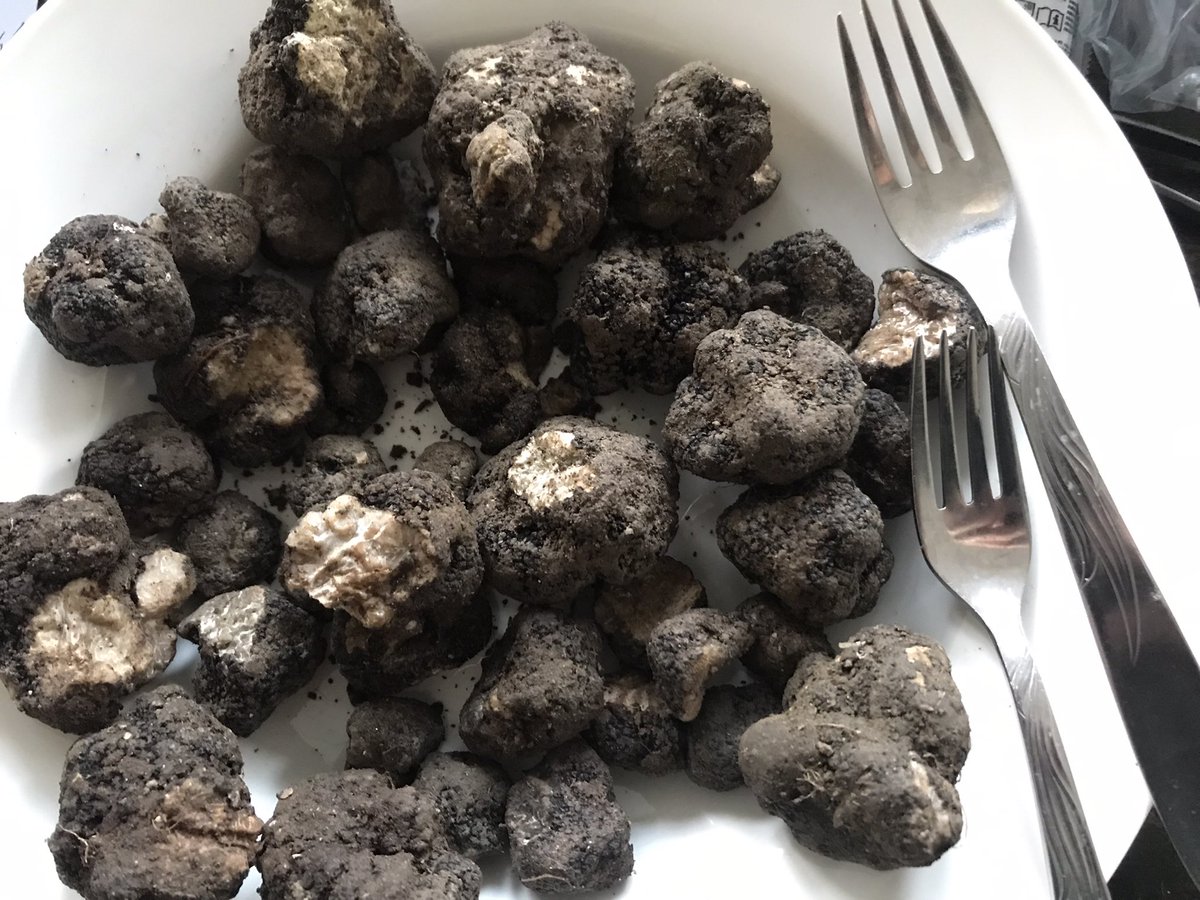 stopcontact's tweet image. Zondag 18 dec kerstmarkt bij @DeGroeneAfslag en daar heerlijke verse #truffel uit le Marche, Itali. Daar ook truffelboter voor je kerstdiner