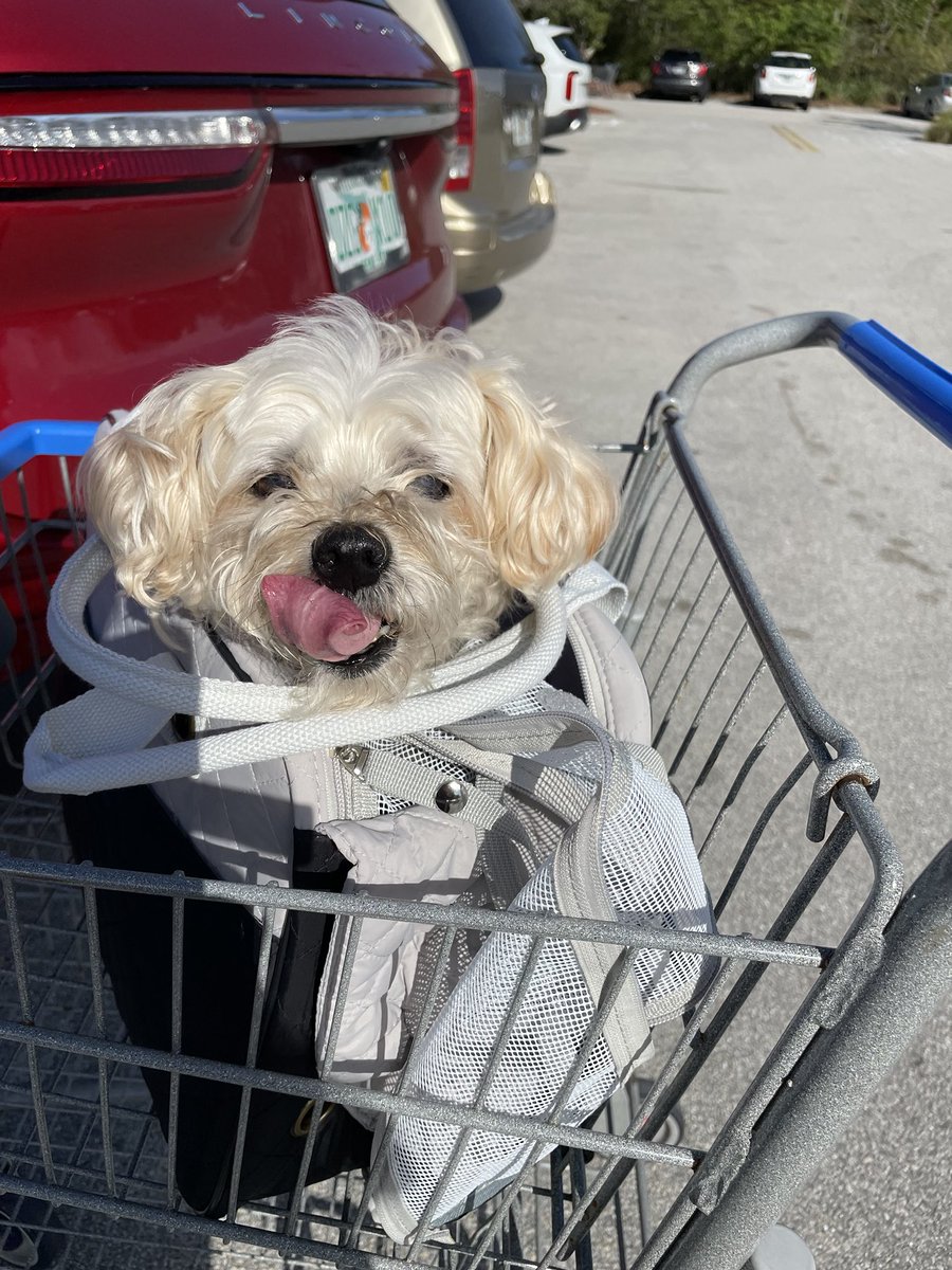 Dan Bongino tweet media