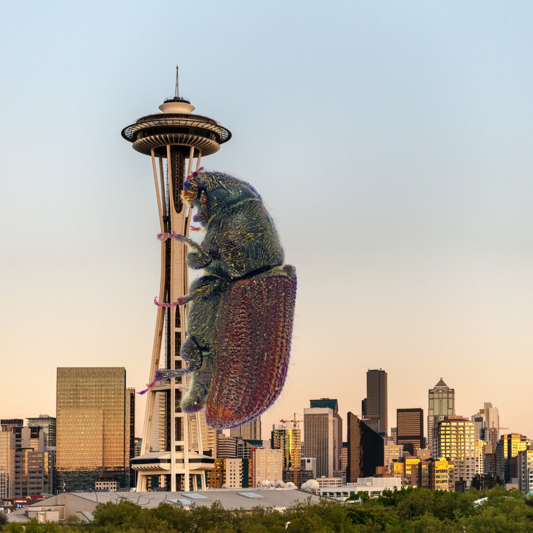 No more elf on the shelf, only