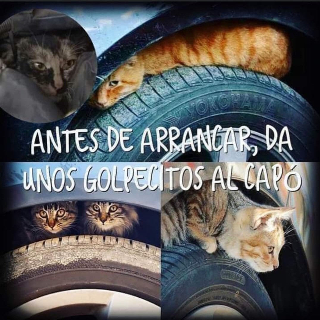 TechnoMotores96's tweet photo. Nos encantó la imagen para compartirla con ustedes, y sepan que los gatitos por frío buscan siempre lugares cálidos, por lo que el motor de tu auto y llantas son puntos donde lo encuentran.
Te lo comunicamos para que estés atento antes de arrancar tu carro y ponerlo en marcha. https://t.co/HNkgulPPhz