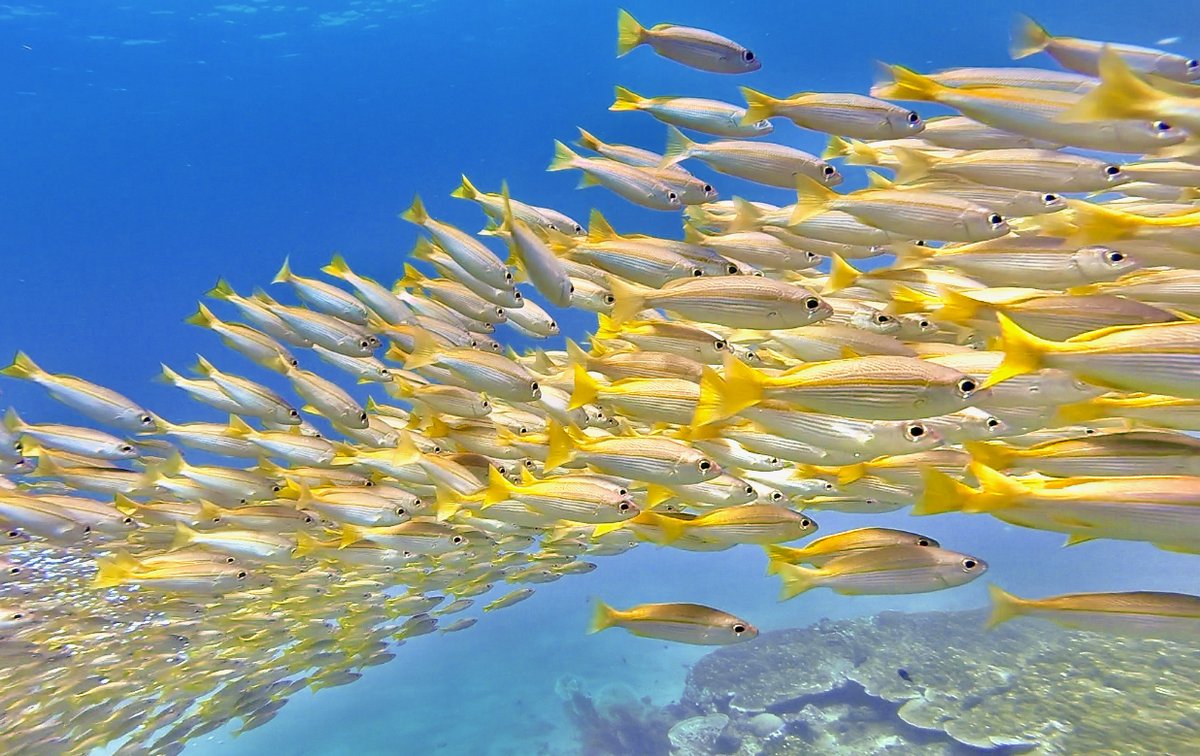 Schmidt Marine tweet media