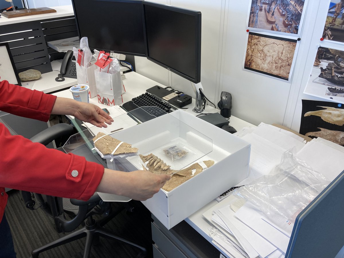 jasscn's tweet photo. Our conservators @RoyalAlberta rock! This fragile dentary (camelid) is one of the more scientifically significant fossils we've collected recently. Rather than put it back together, our conservation intern came up with a spectacular storage solution! #iceageAB #museumconservation https://t.co/WX3RDYMAkJ