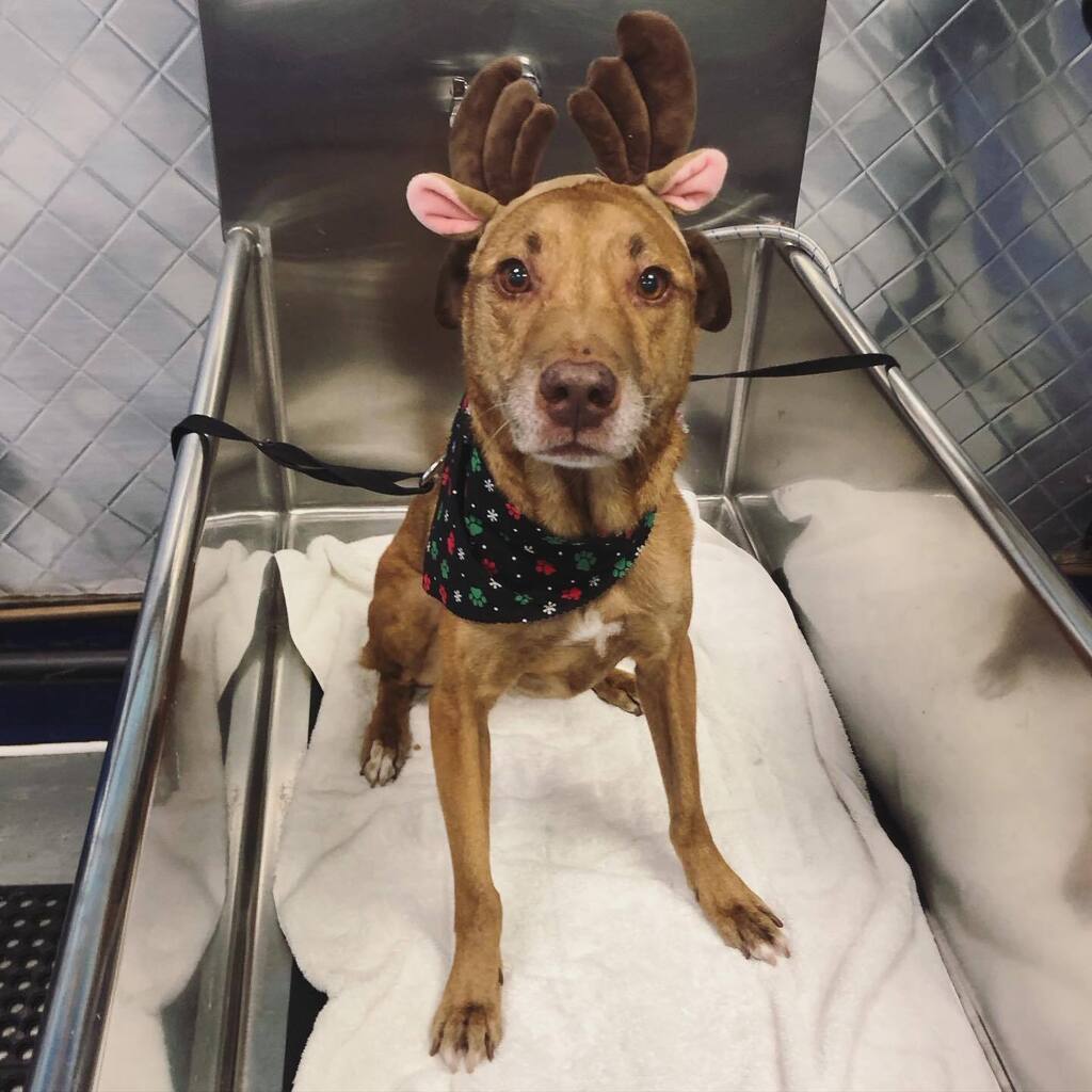 Ummm. This has to be the cutest (and best smelling) reindeer we’ve ever seen. #puppiesinthetub #dirtymuttsdrivemenuts #dogsofadamsave