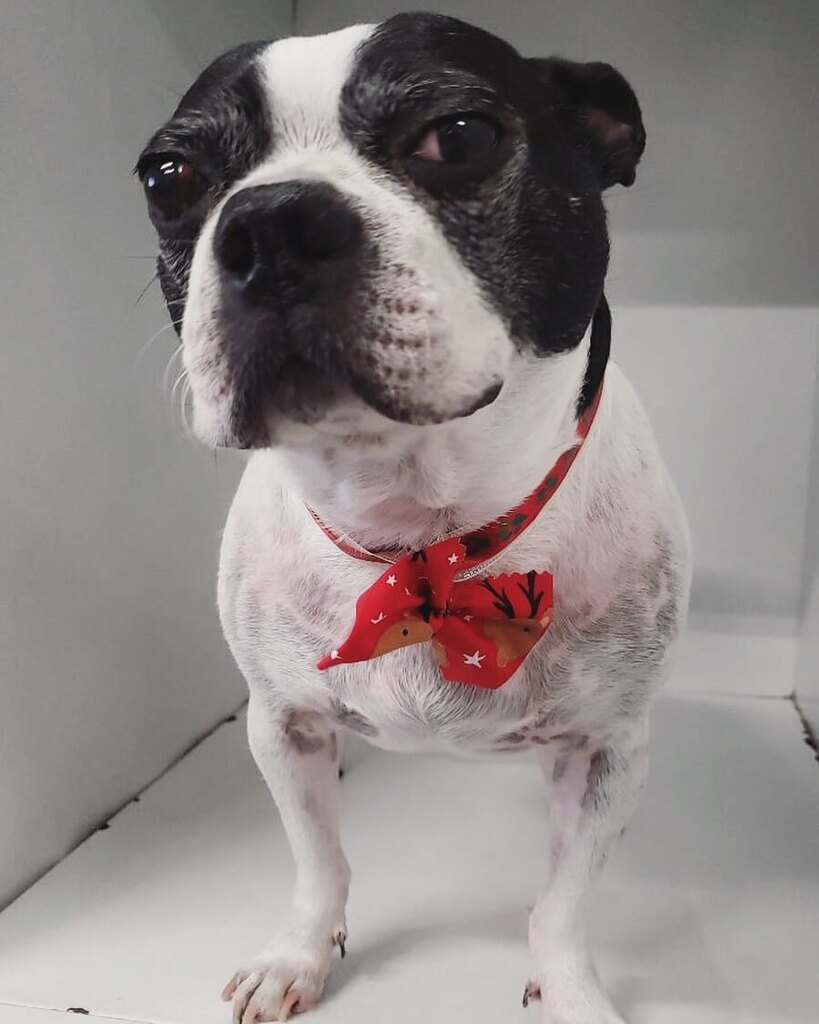 When you just took a bath, but that mud puddle outside be callin your name 👹 Muddy puppy? We got you covered 📸 model cred: Charger 😍 #puppiesinthetub #dirtymuttsdrivemenuts #dogsofadamsave