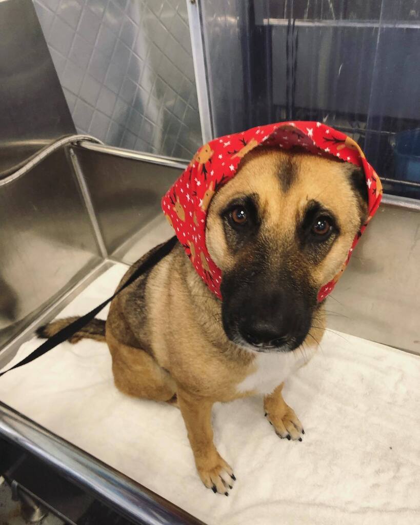 Free #babushka with every bath! We actually have some openings today!!! #babushkaisthenewblack #puppiesinthetub #dirtymuttsdrivemenuts