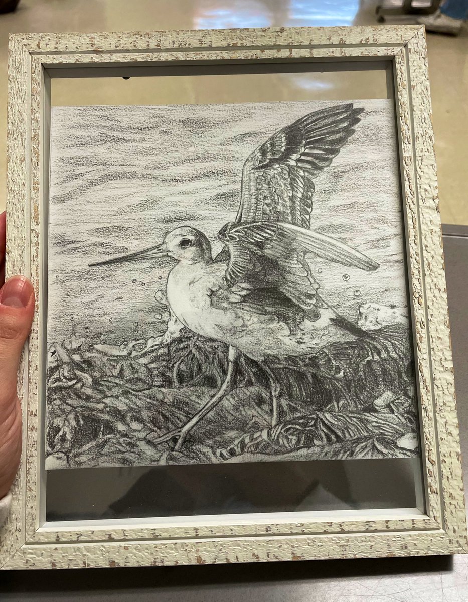 Nothing better than receiving this amazing drawing of a Hudsonian godwit from a student last week. Perfect way to wrap up another semester being a TA. 🍁