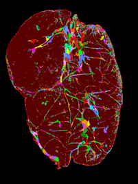 Some cool stuff is being done in the Salivary Gland Field! Consider joining us at this coming up GRS/GRC grc.org/salivary-gland…