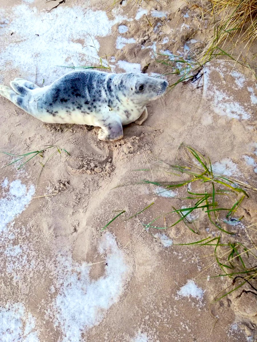 Jane Hardy (Crazy seal lady) tweet media